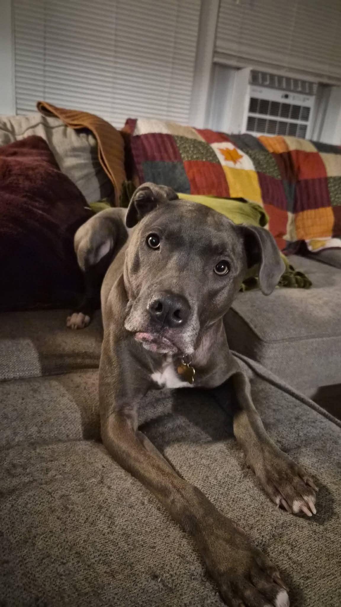 Enlarge Marceline, a Adoptable mixed breed in Kentwood, MI image 2/6