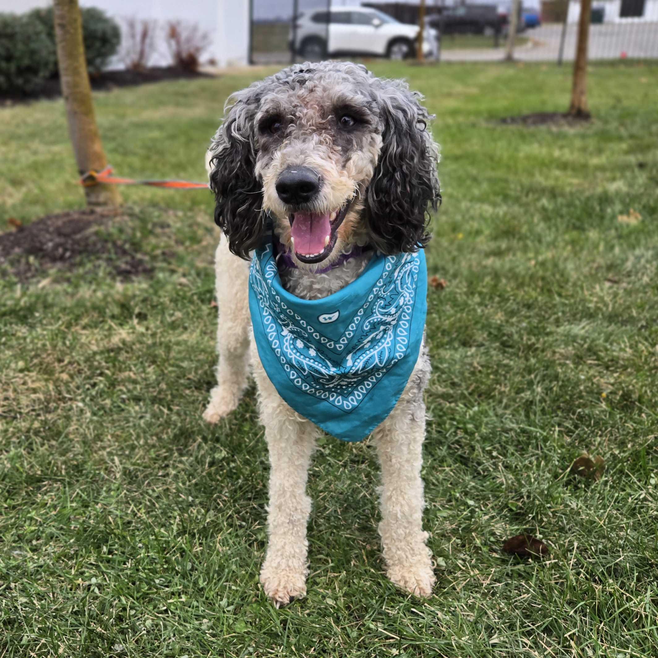 Luna Mae, a ADOPTABLE mixed breed in Canal Winchester, OH image 1/5