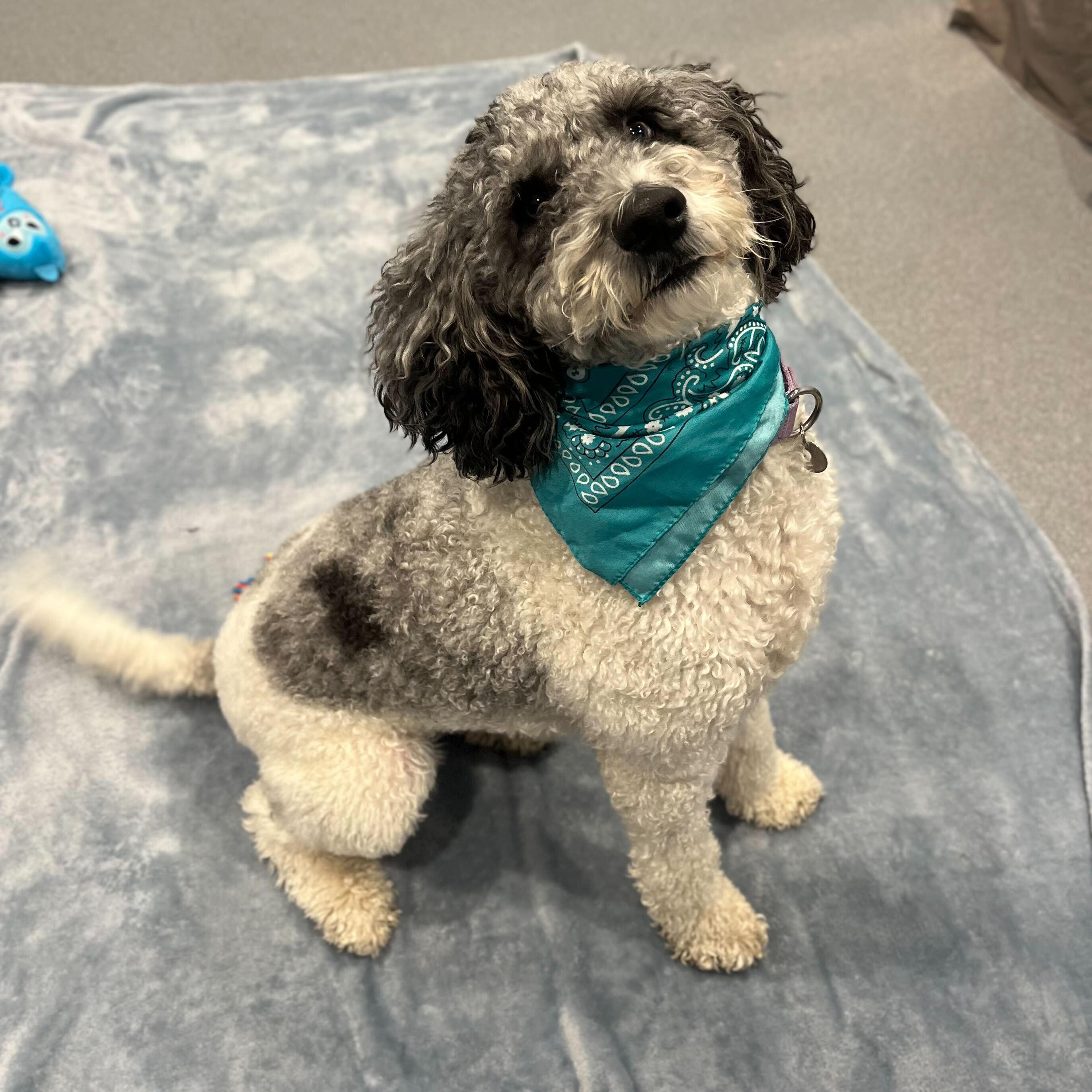 Enlarge Luna Mae, an adoptable mixed breed in Canal Winchester, OH image 4/6