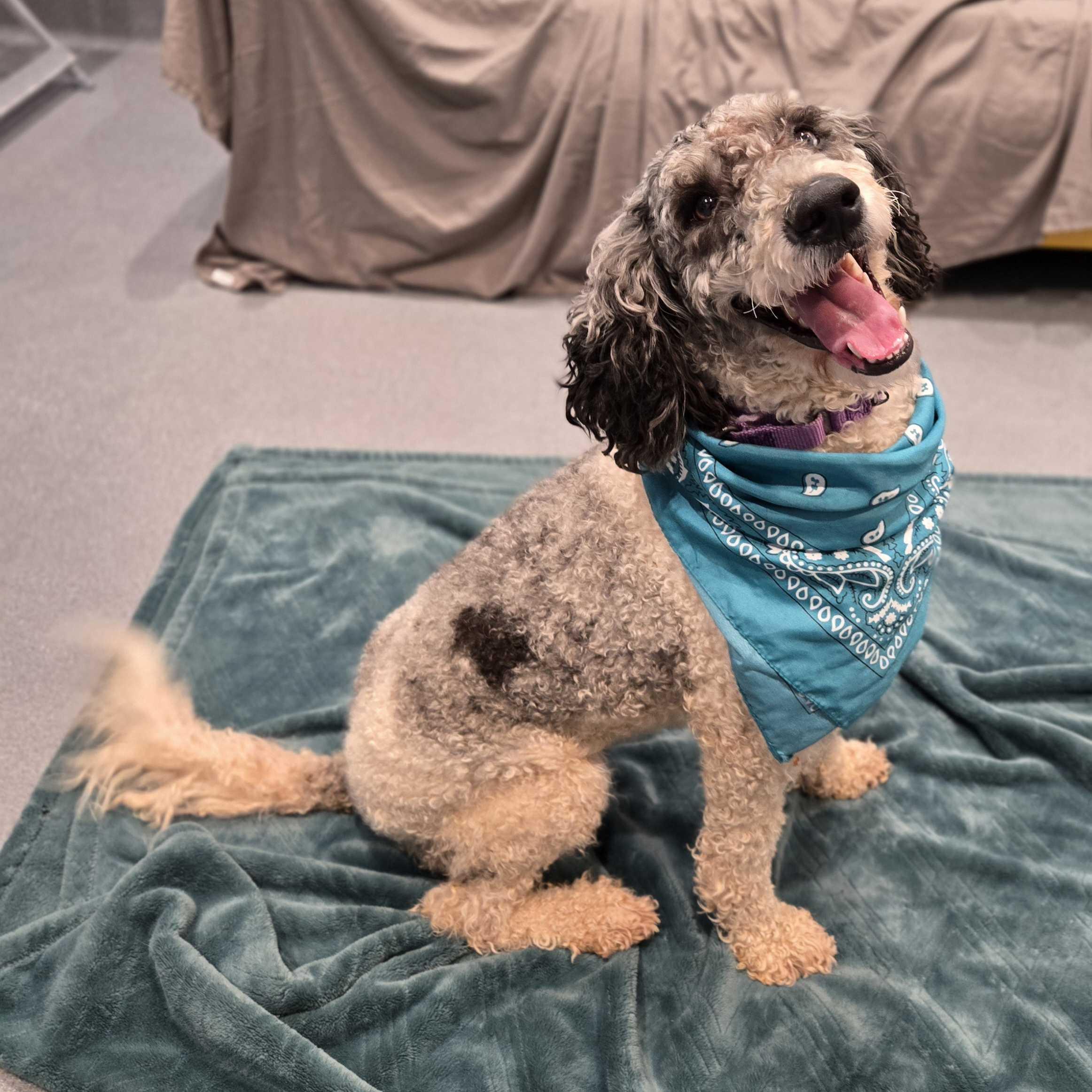 Luna Mae, a ADOPTABLE mixed breed in Canal Winchester, OH image 2/5