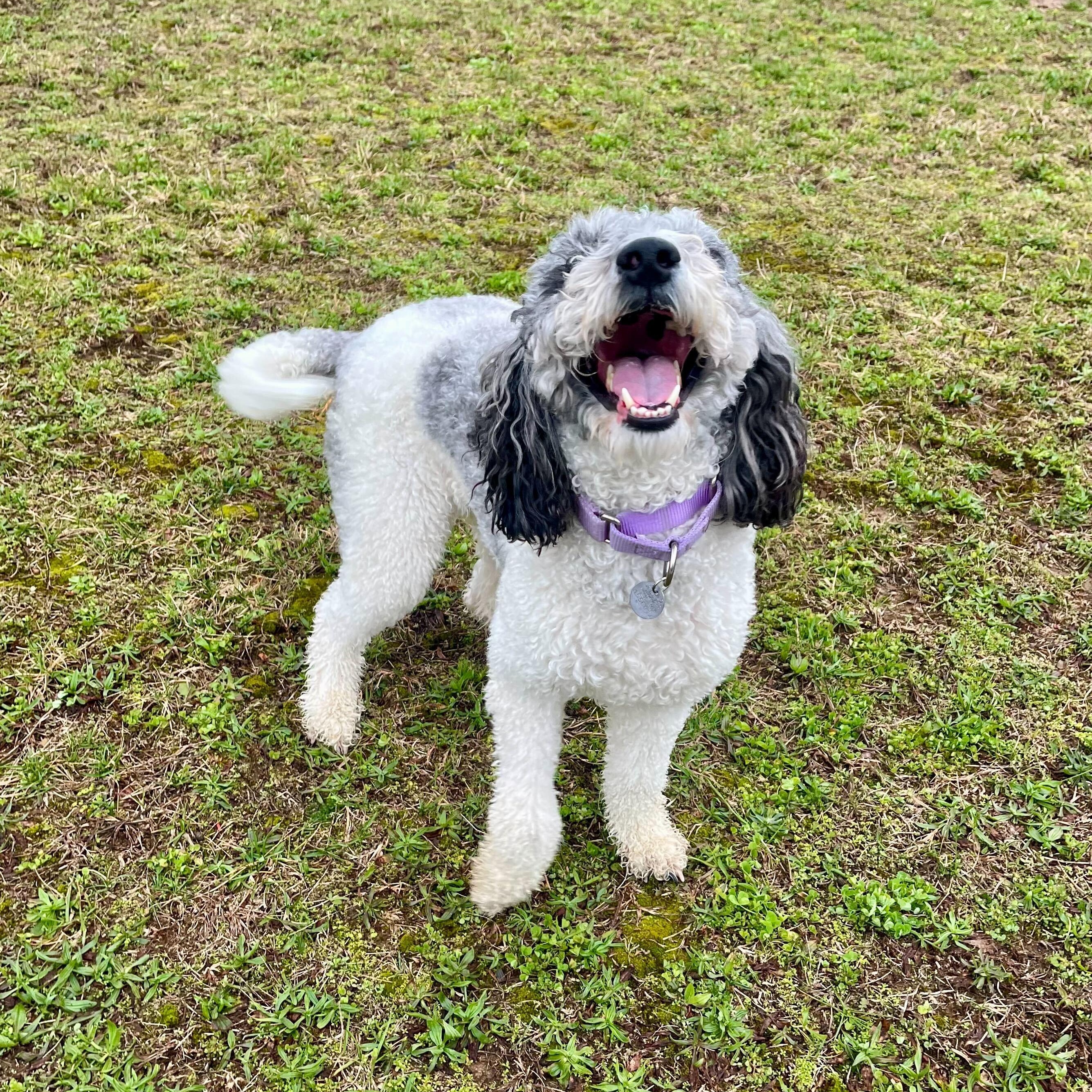 Enlarge Luna Mae, an adoptable mixed breed in Canal Winchester, OH image 5/6