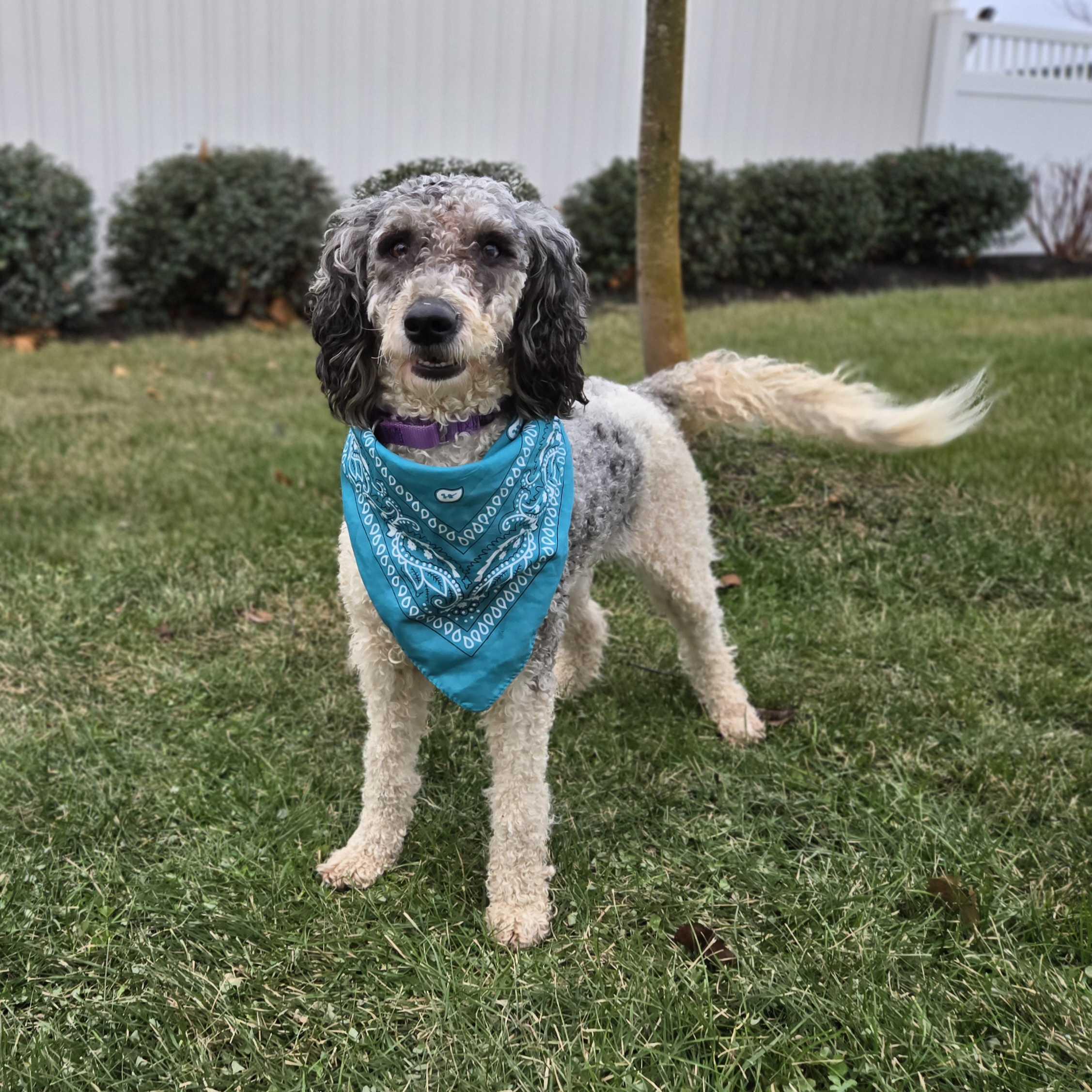 Luna Mae, a ADOPTABLE mixed breed in Canal Winchester, OH image 3/5