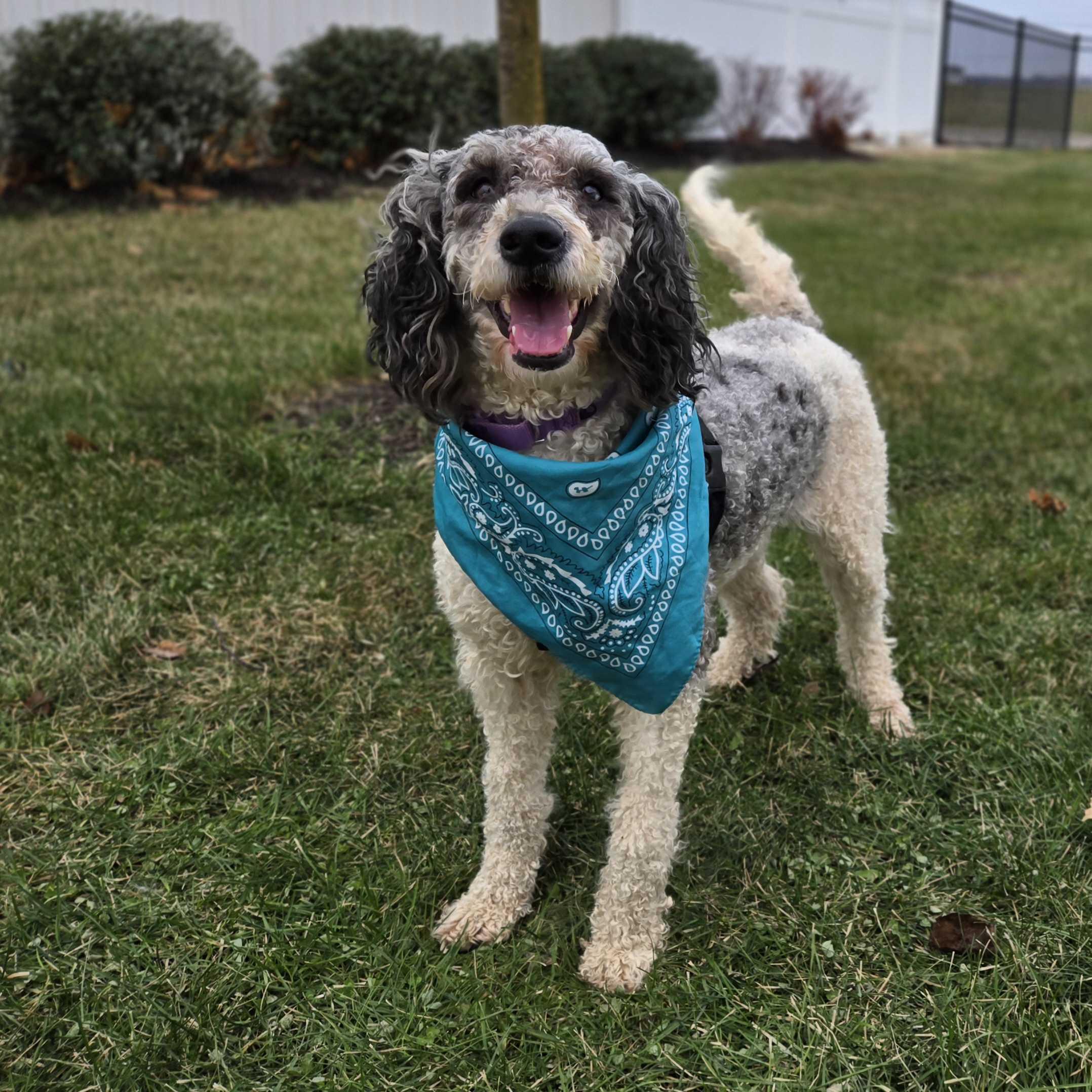 Luna Mae, a ADOPTABLE mixed breed in Canal Winchester, OH image 4/5