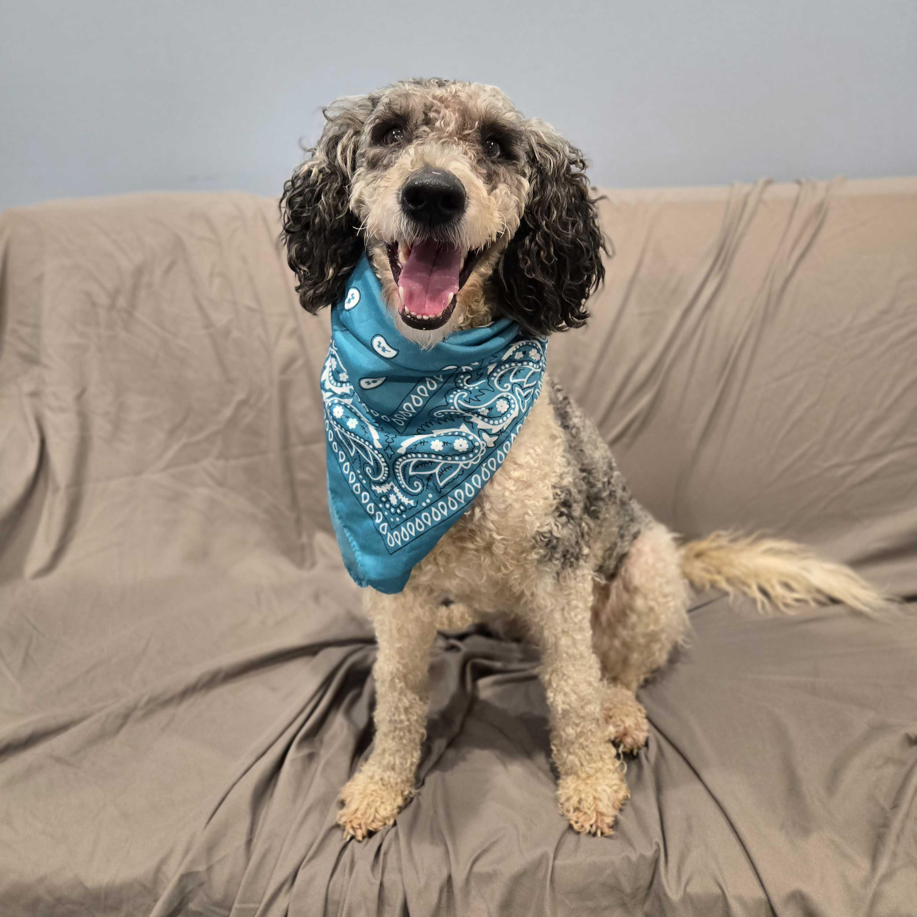 Luna Mae, a ADOPTABLE mixed breed in Canal Winchester, OH image 5/5