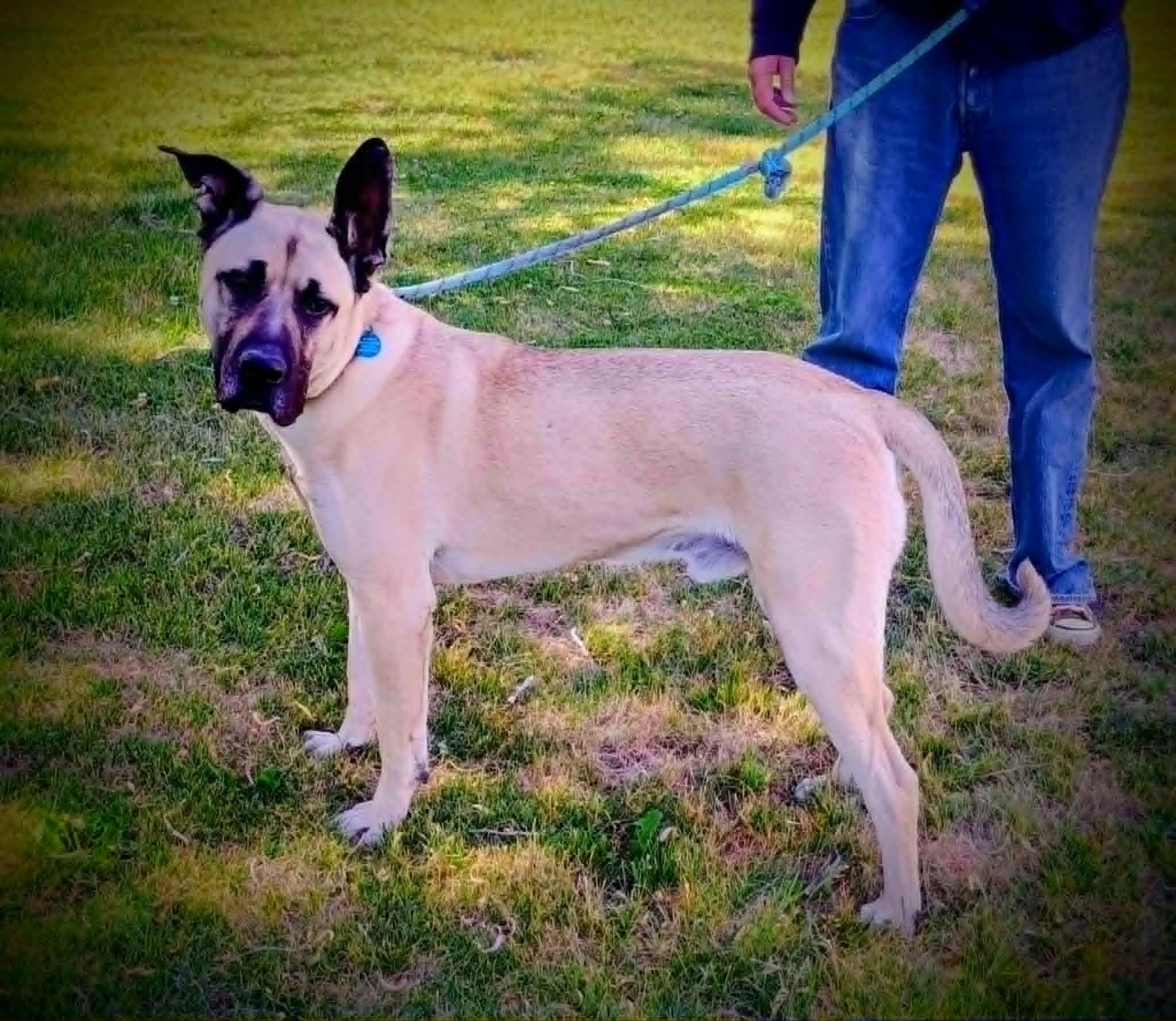 BOB, a ADOPTABLE mixed breed in Yakima, WA image 2/6