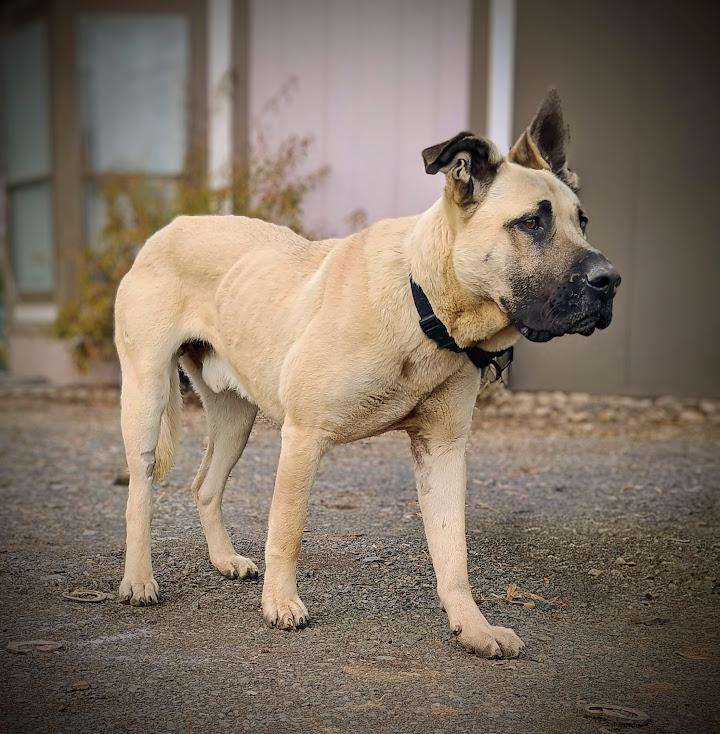 Enlarge BOB, a ADOPTABLE mixed breed in Yakima, WA image 2/6
