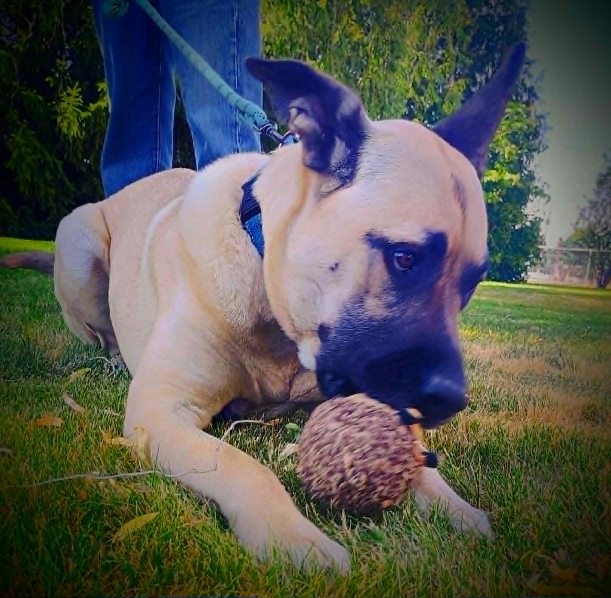 BOB, a ADOPTABLE mixed breed in Yakima, WA image 3/6