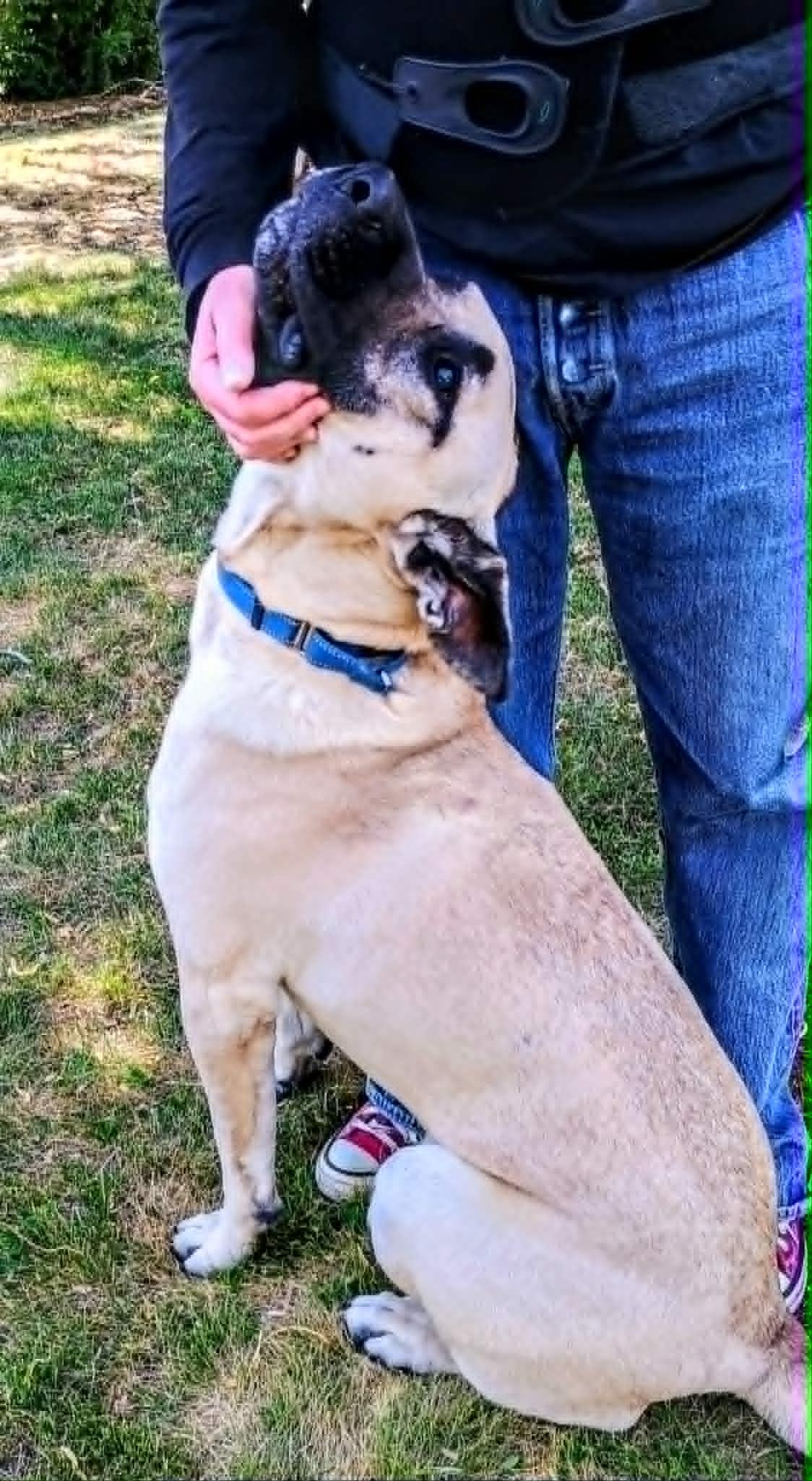 BOB, a ADOPTABLE mixed breed in Yakima, WA image 4/6