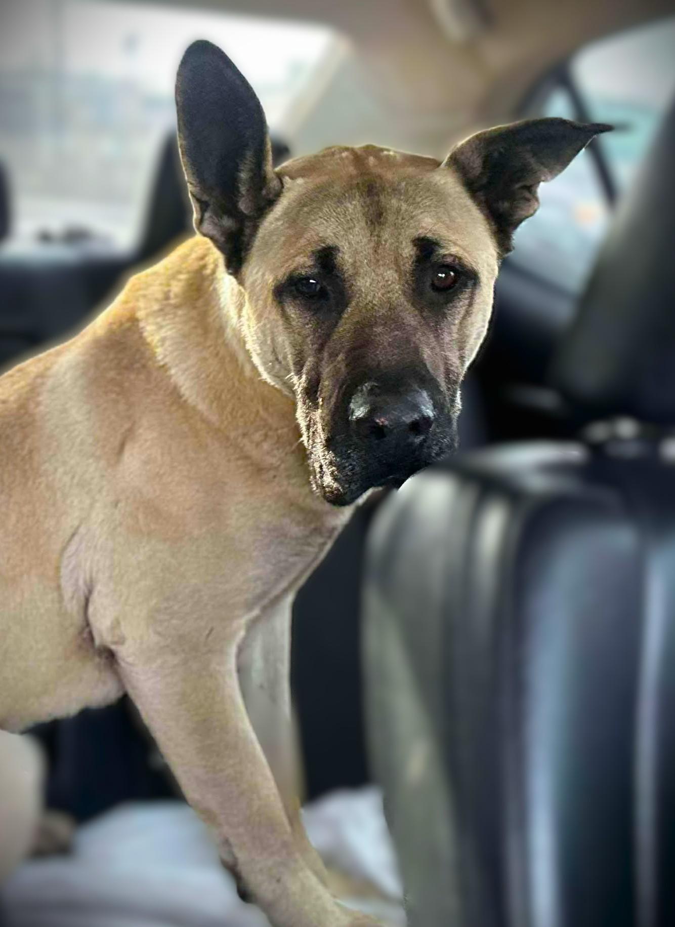 Enlarge BOB, a ADOPTABLE mixed breed in Yakima, WA image 6/6