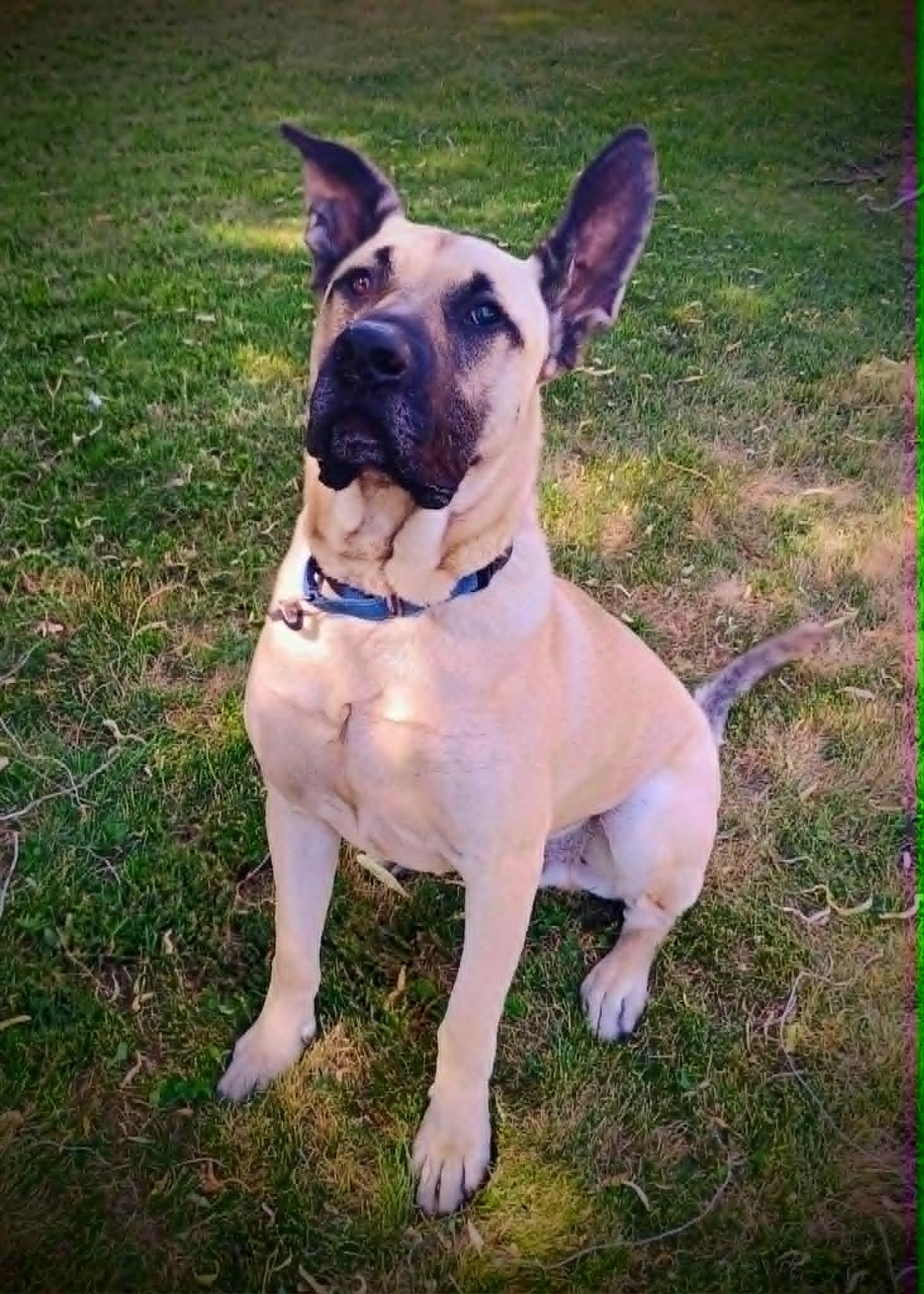 BOB, a ADOPTABLE mixed breed in Yakima, WA image 5/6
