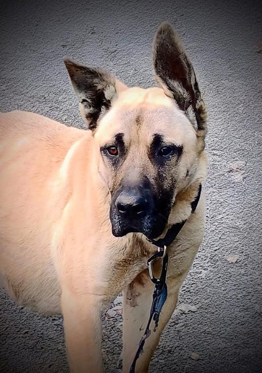 BOB, ADOPTABLE, Young Male Bullmastiff & German Shepherd Dog.