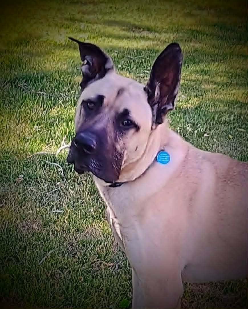BOB, a ADOPTABLE mixed breed in Yakima, WA image 1/6