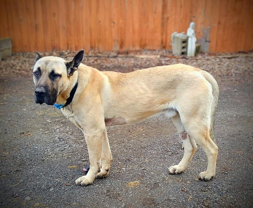 Enlarge BOB, a ADOPTABLE mixed breed in Yakima, WA image 3/6
