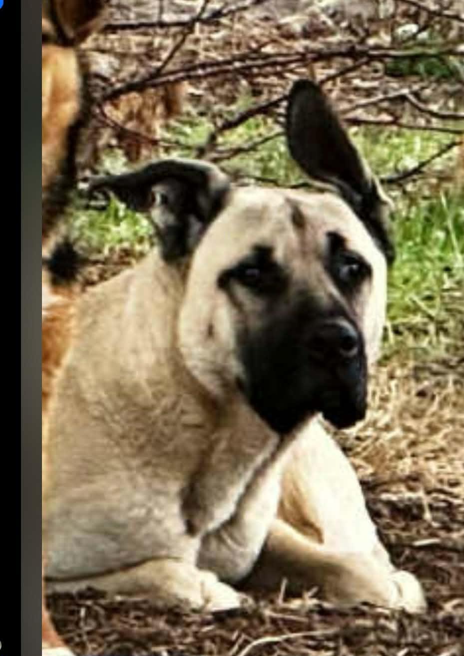 Enlarge BOB, a ADOPTABLE mixed breed in Yakima, WA image 4/6