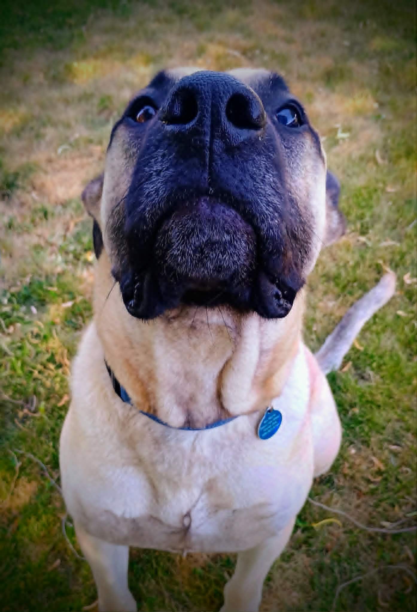 BOB, a ADOPTABLE mixed breed in Yakima, WA image 6/6