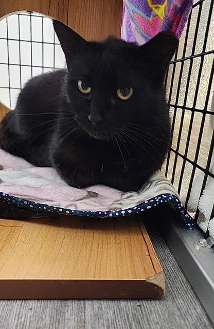 Enlarge Midnight *, a ADOPTABLE Domestic Short Hair in Douglas, MI image 1/1
