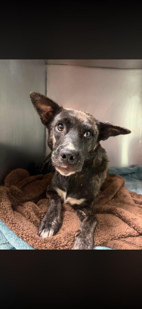 Pumpkin, Adoptable, Puppy Female Mixed Breed.