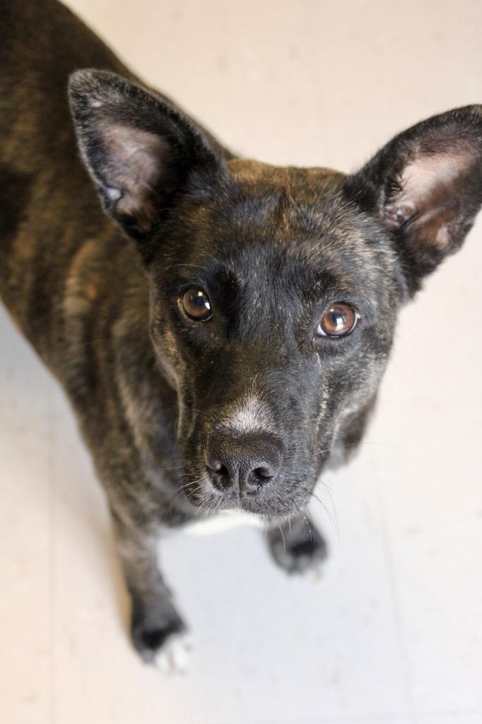Pumpkin, a Adoptable mixed breed in Morgantown, KY image 2/2