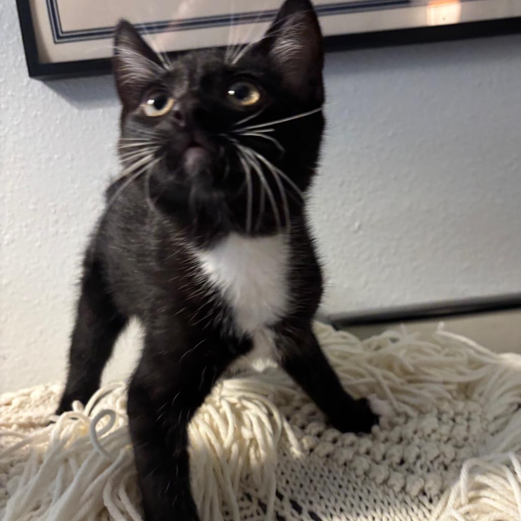 Cooper, a Adoptable Domestic Short Hair in Costa Mesa, CA image 1/6