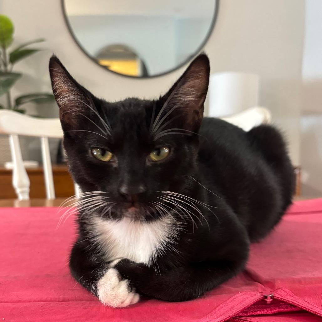 Cooper, a Adoptable Domestic Short Hair in Costa Mesa, CA image 2/6