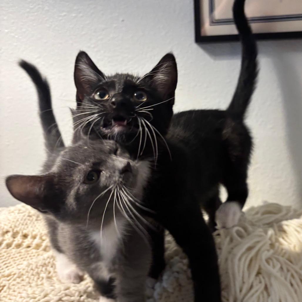 Cooper, a Adoptable Domestic Short Hair in Costa Mesa, CA image 3/6