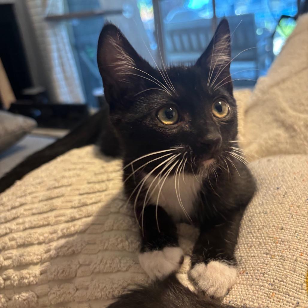Cooper, a Adoptable Domestic Short Hair in Costa Mesa, CA image 4/6