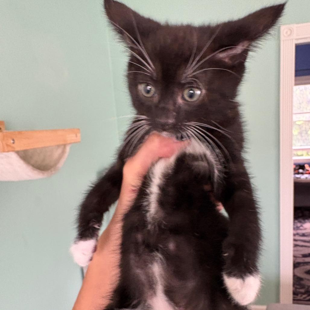 Cooper, a Adoptable Domestic Short Hair in Costa Mesa, CA image 5/6