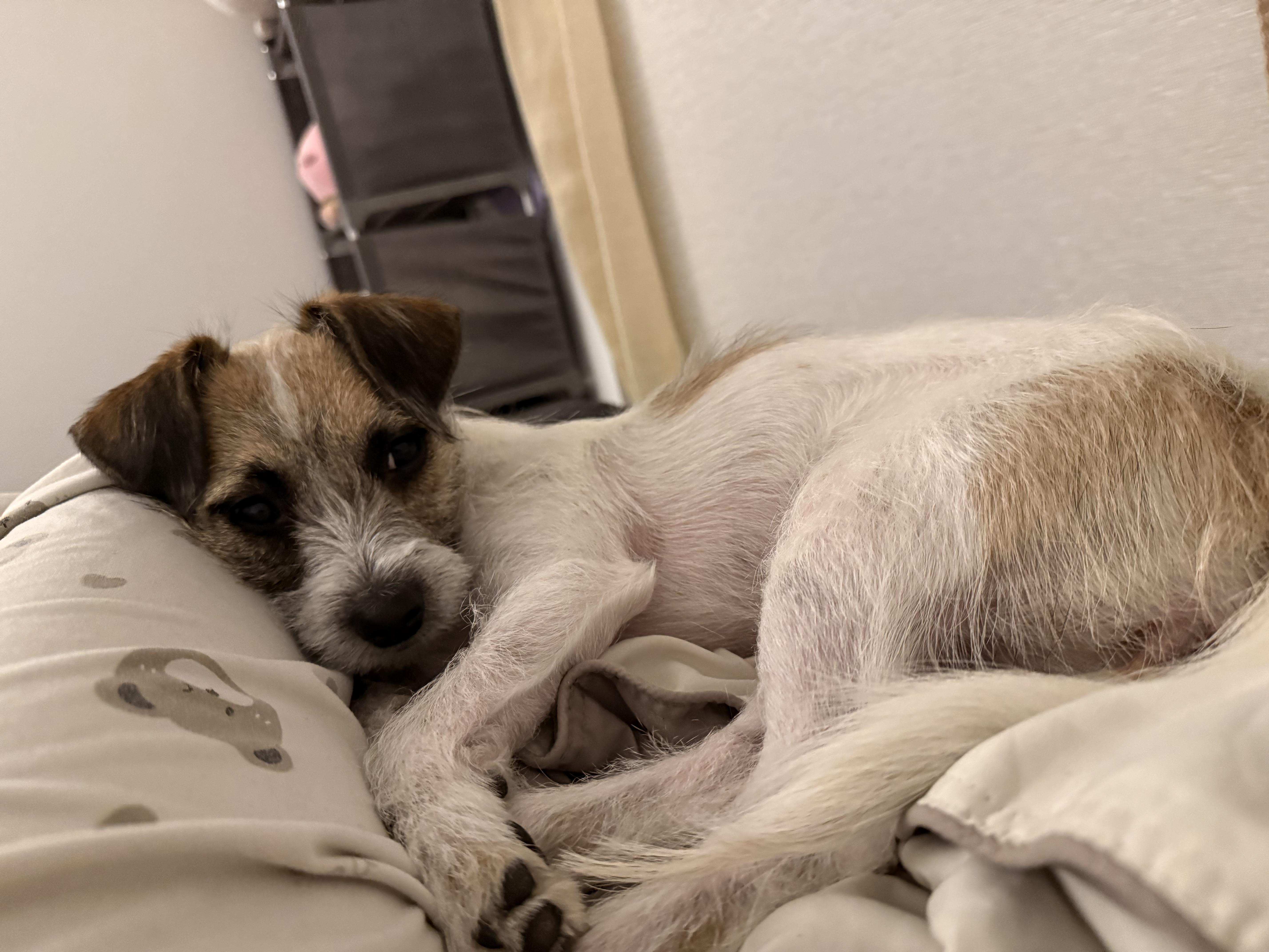 Enlarge Flutter *NEW!*, an adopted Terrier in Niagara Falls, ON image 4/4