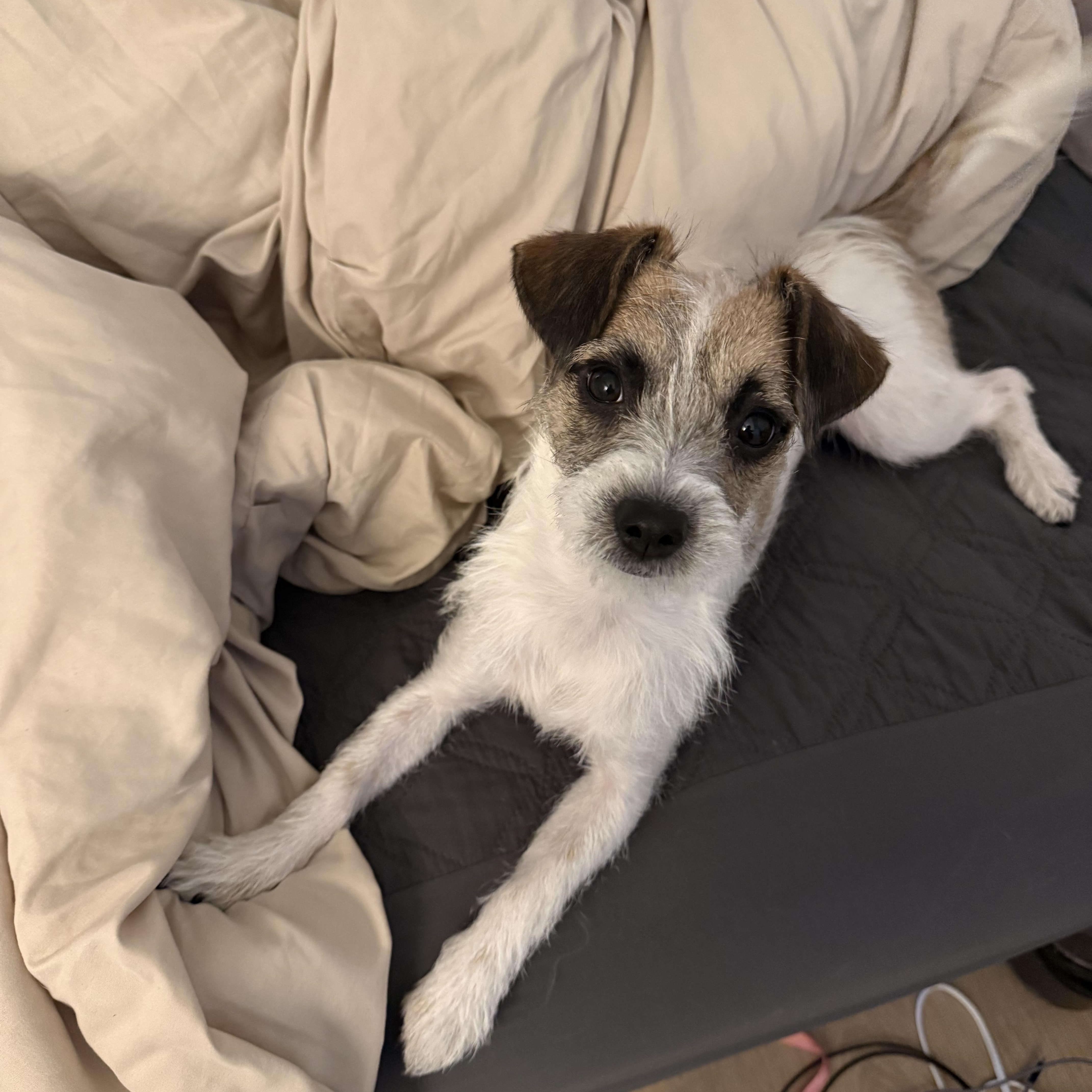 Enlarge Flutter *NEW!*, an adopted Terrier in Niagara Falls, ON image 3/4