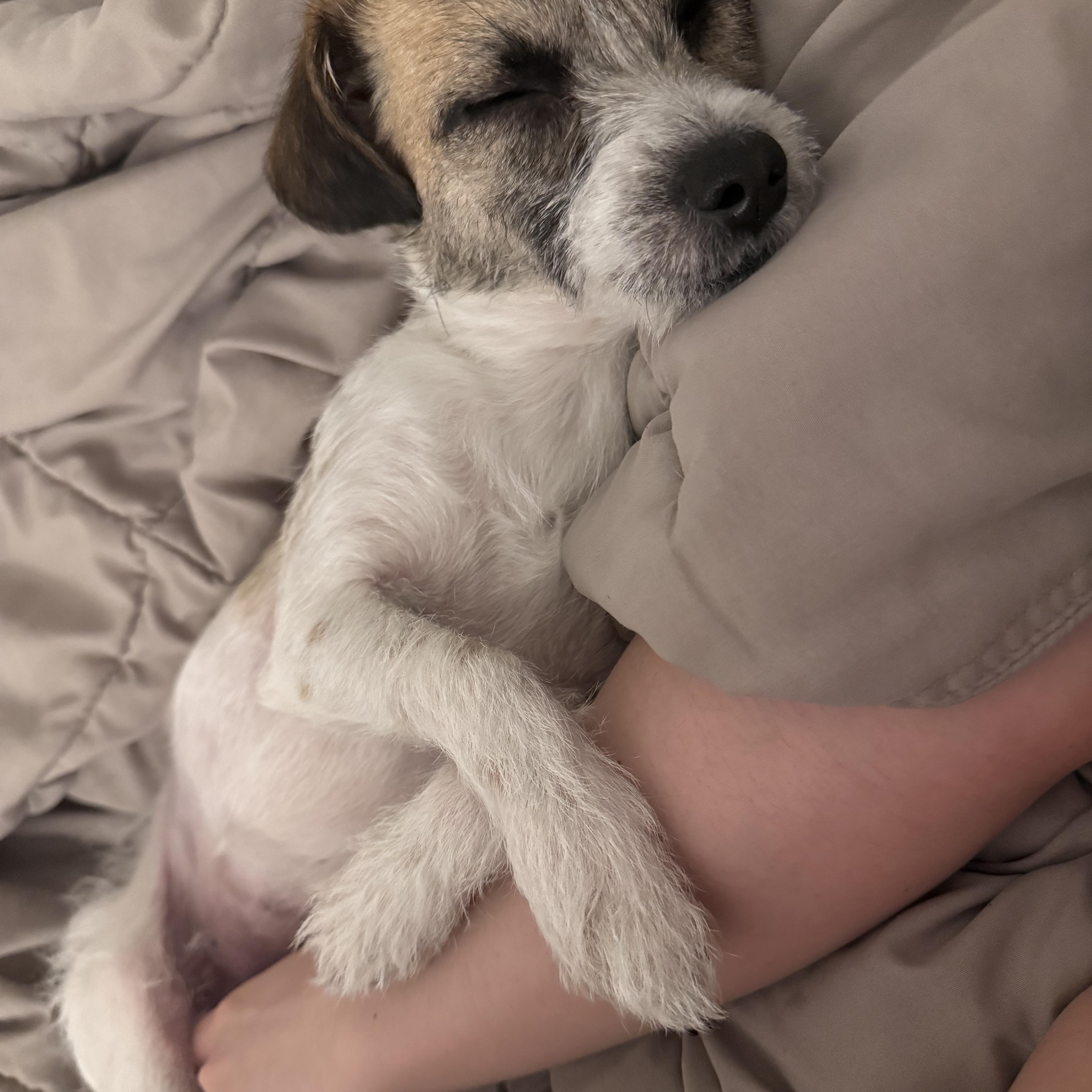 Enlarge Flutter *NEW!*, an adopted Terrier in Niagara Falls, ON image 2/4
