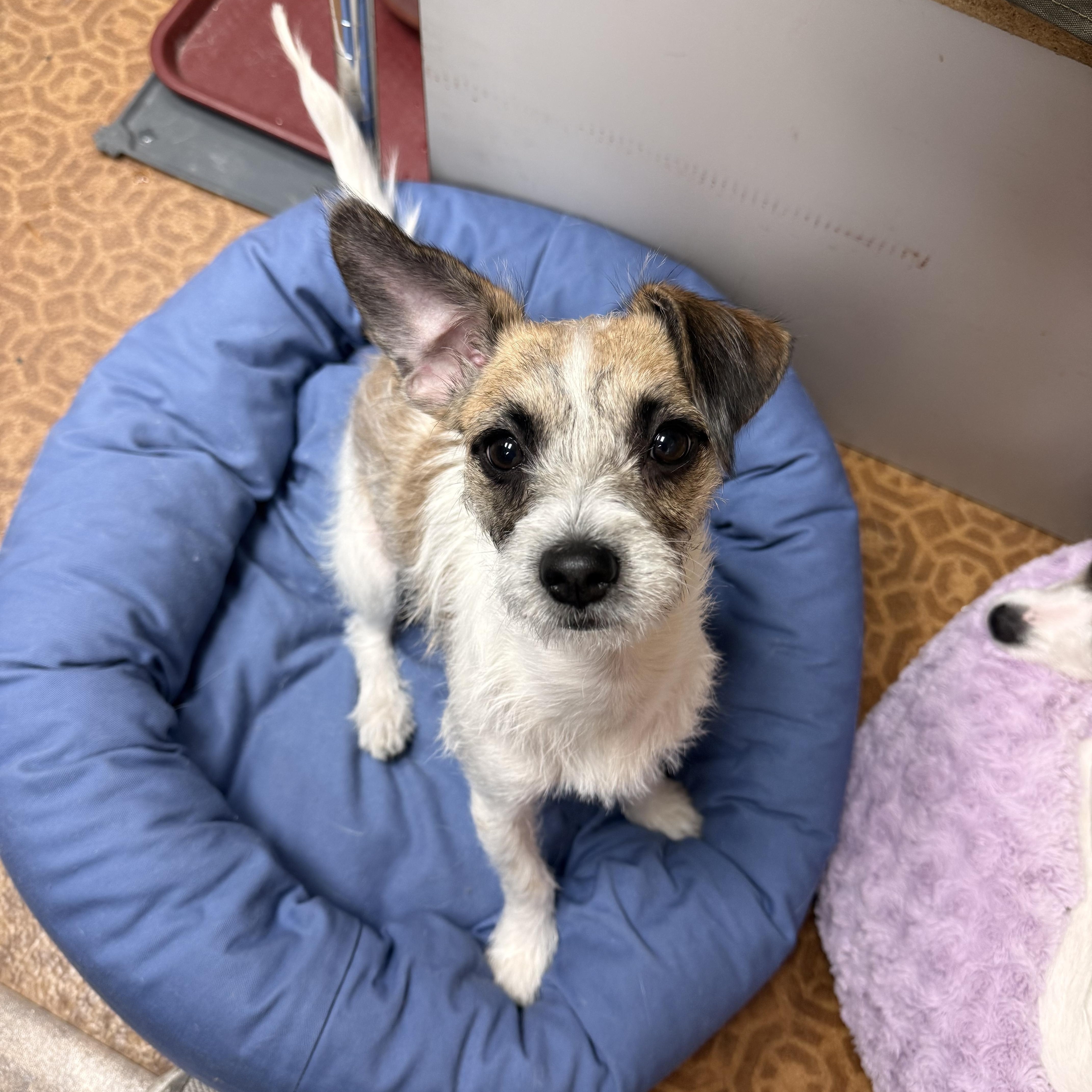 Flutter *NEW!*, adopted, Puppy Female Terrier.
