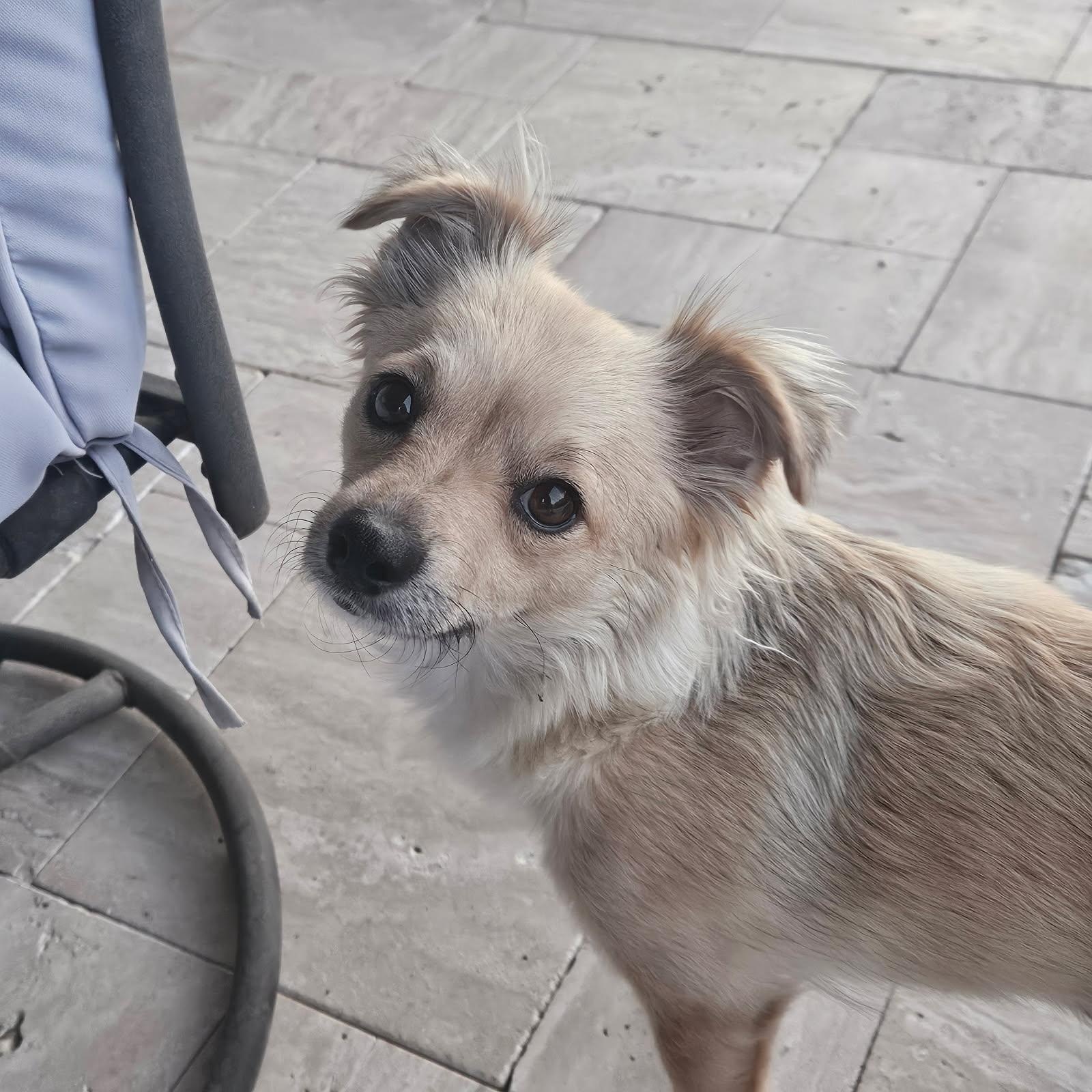Enlarge Winnie, a Adoptable mixed breed in Phoenix, AZ image 1/4