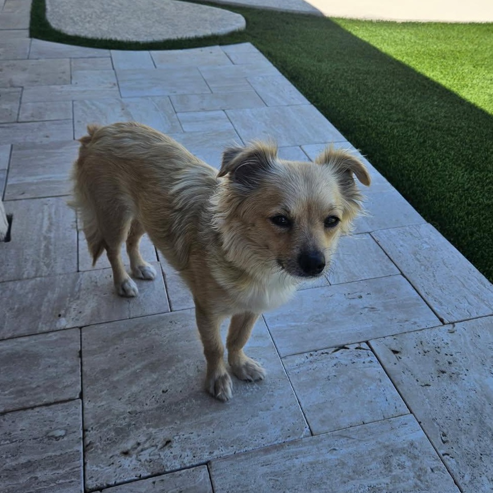 Enlarge Winnie, a Adoptable mixed breed in Phoenix, AZ image 3/4
