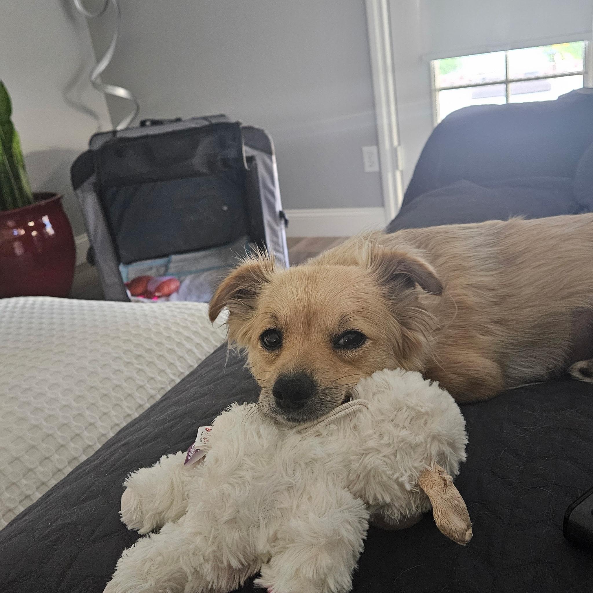 Enlarge Winnie, a Adoptable mixed breed in Phoenix, AZ image 2/4