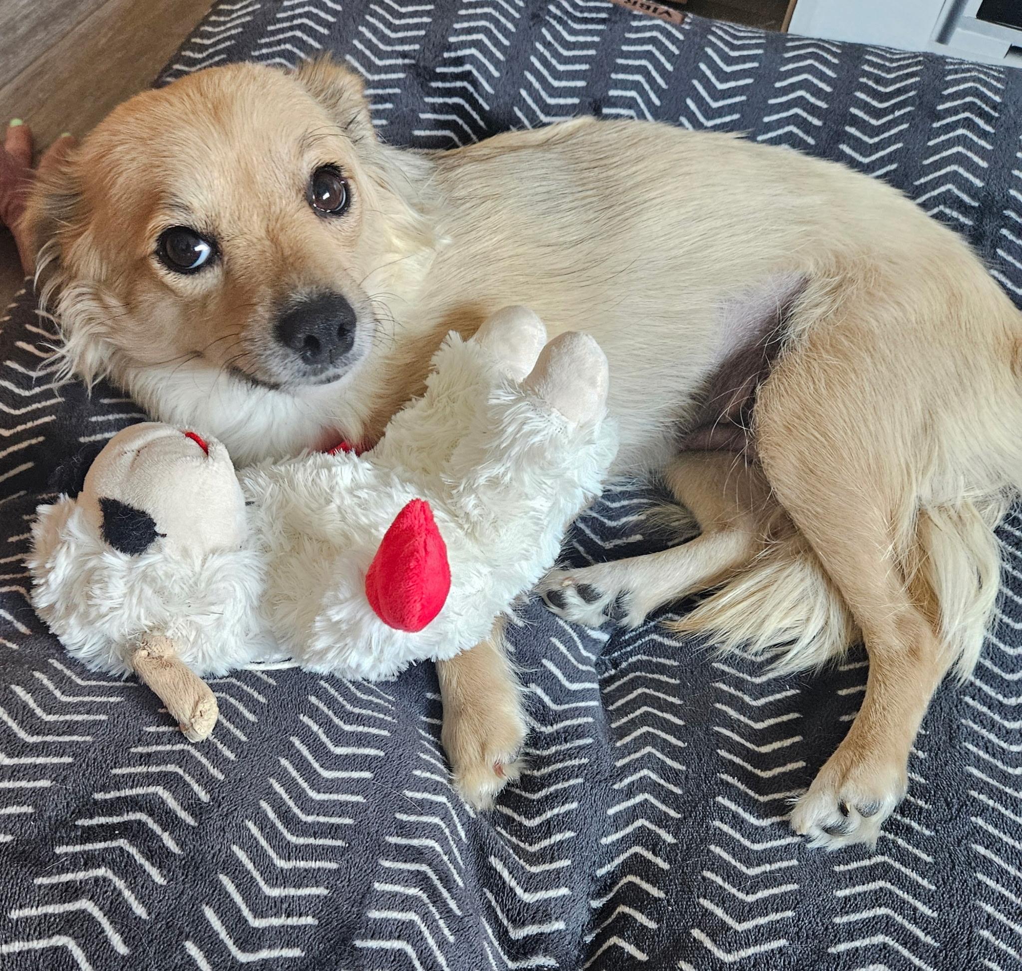 Winnie, a Adoptable mixed breed in Phoenix, AZ image 5/5