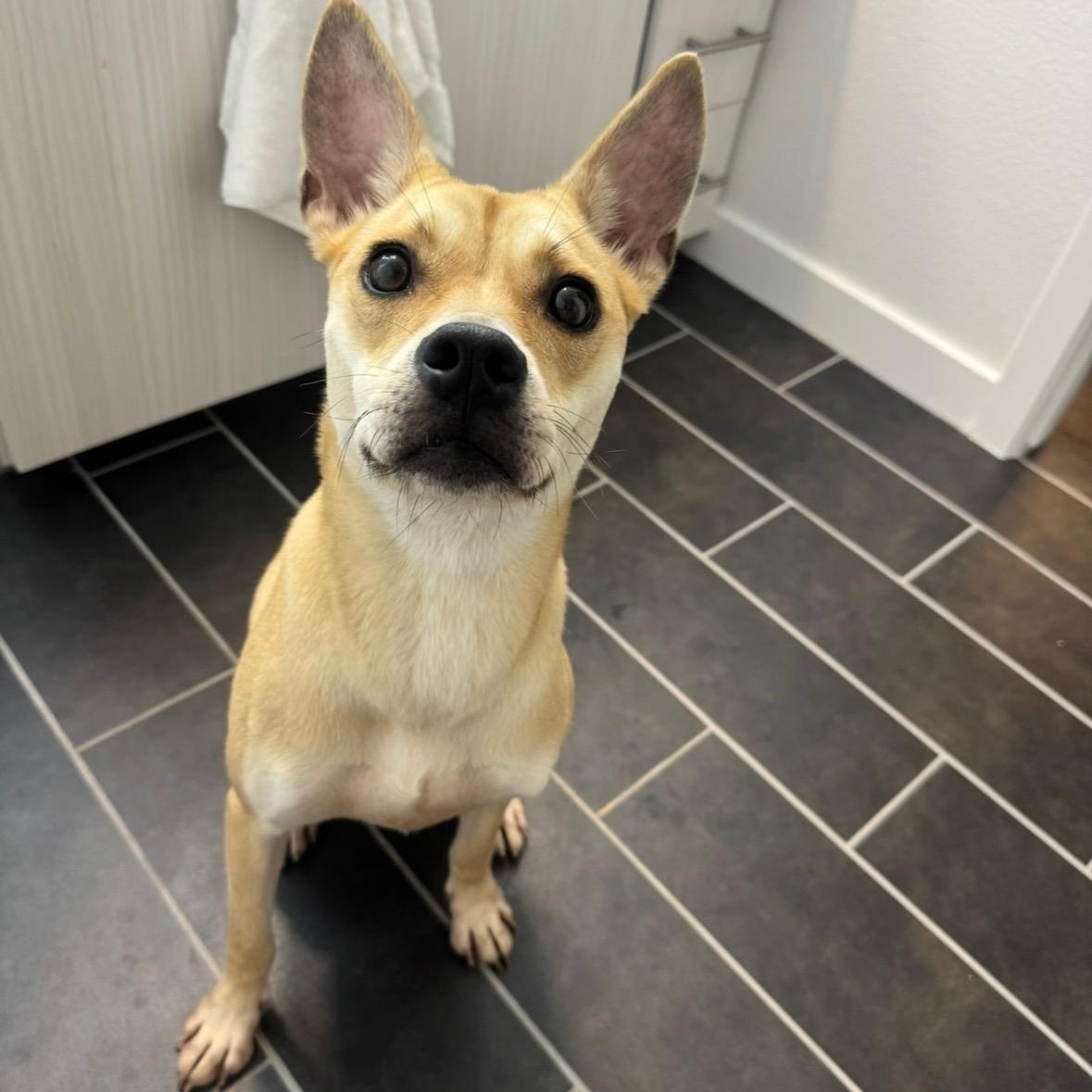 Enlarge Arabella, a Adopted mixed breed in Berkeley, CA image 2/5