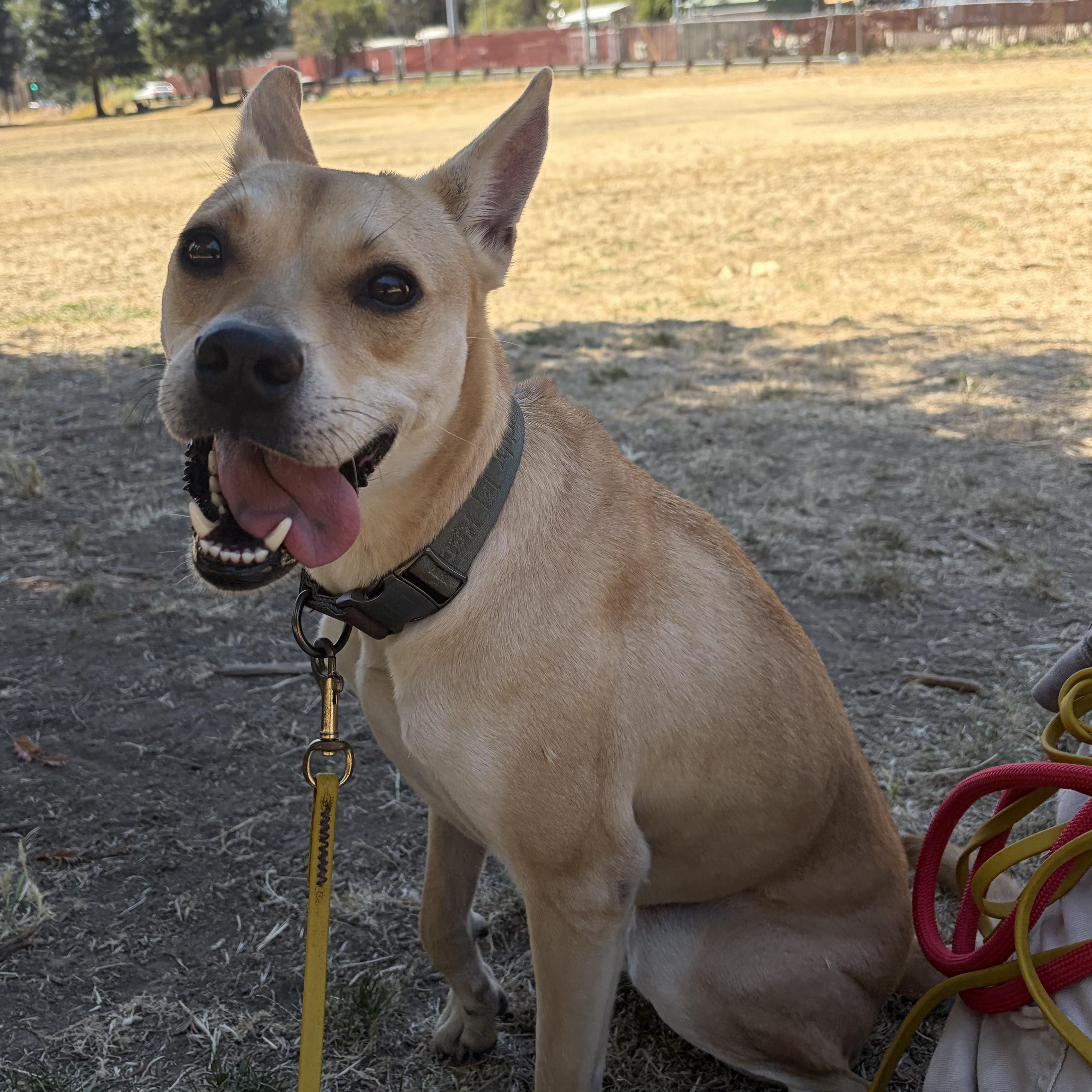 Enlarge Arabella, a Adopted mixed breed in Berkeley, CA image 5/5