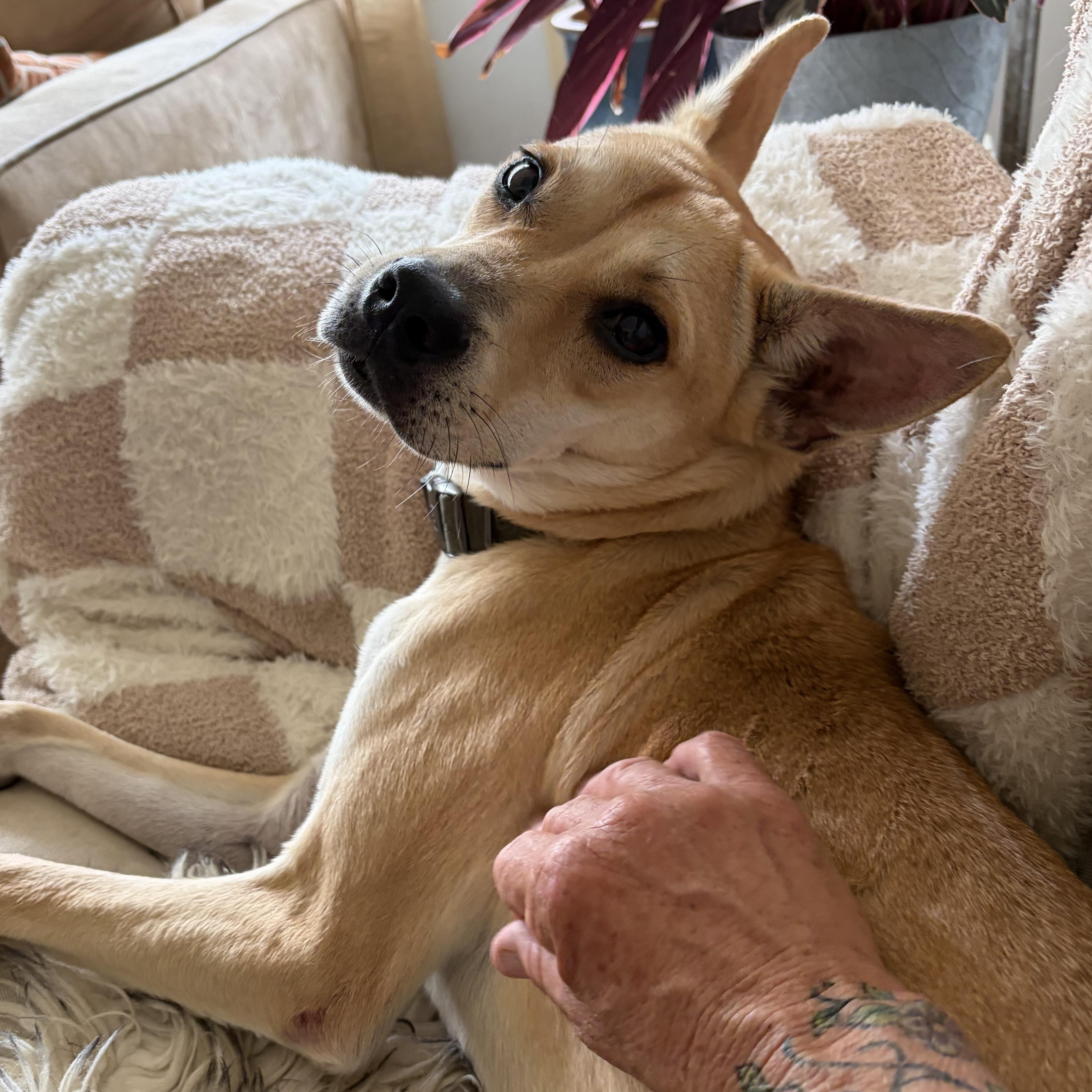 Arabella, Adopted, Adult Female Terrier.