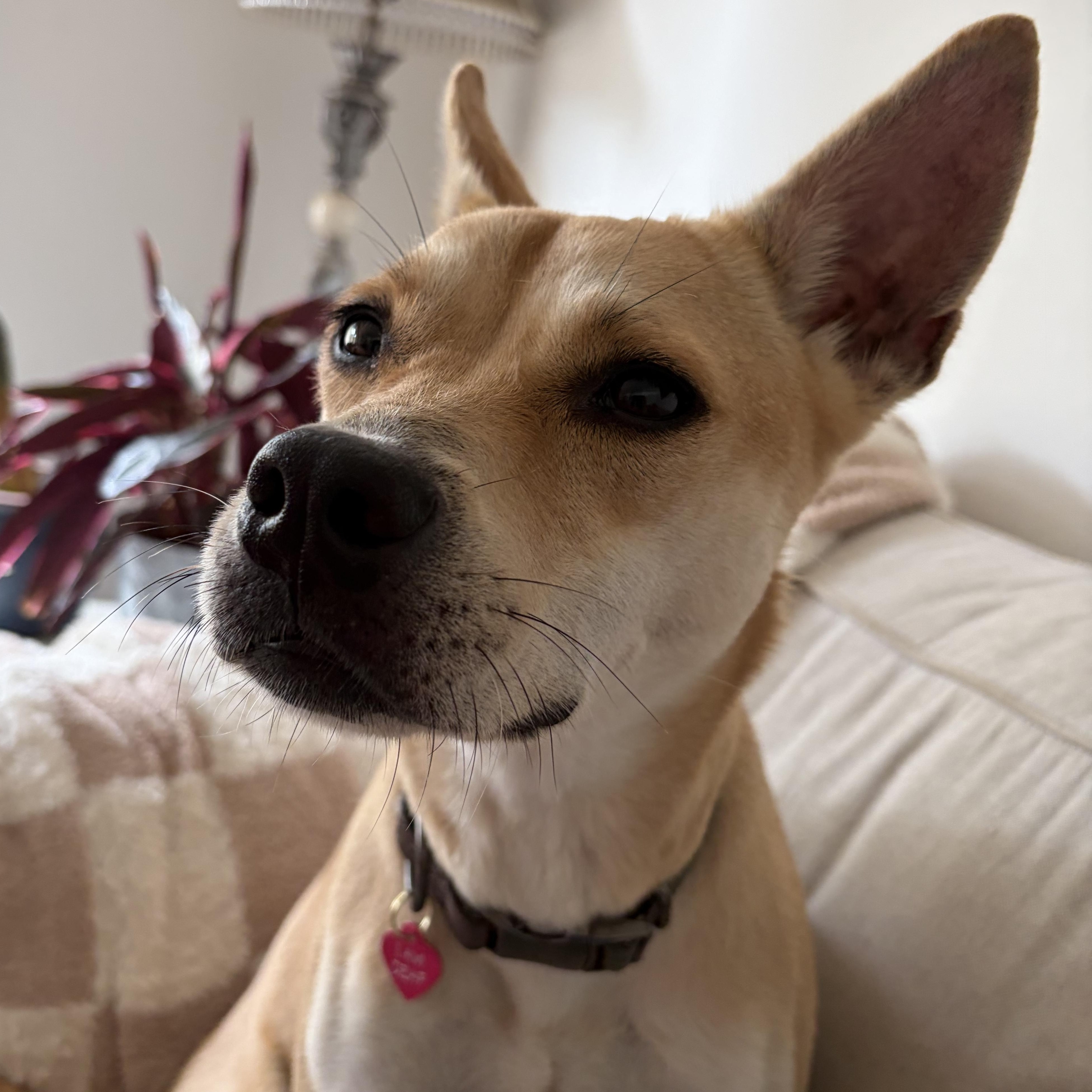 Enlarge Arabella, a Adopted mixed breed in Berkeley, CA image 3/5