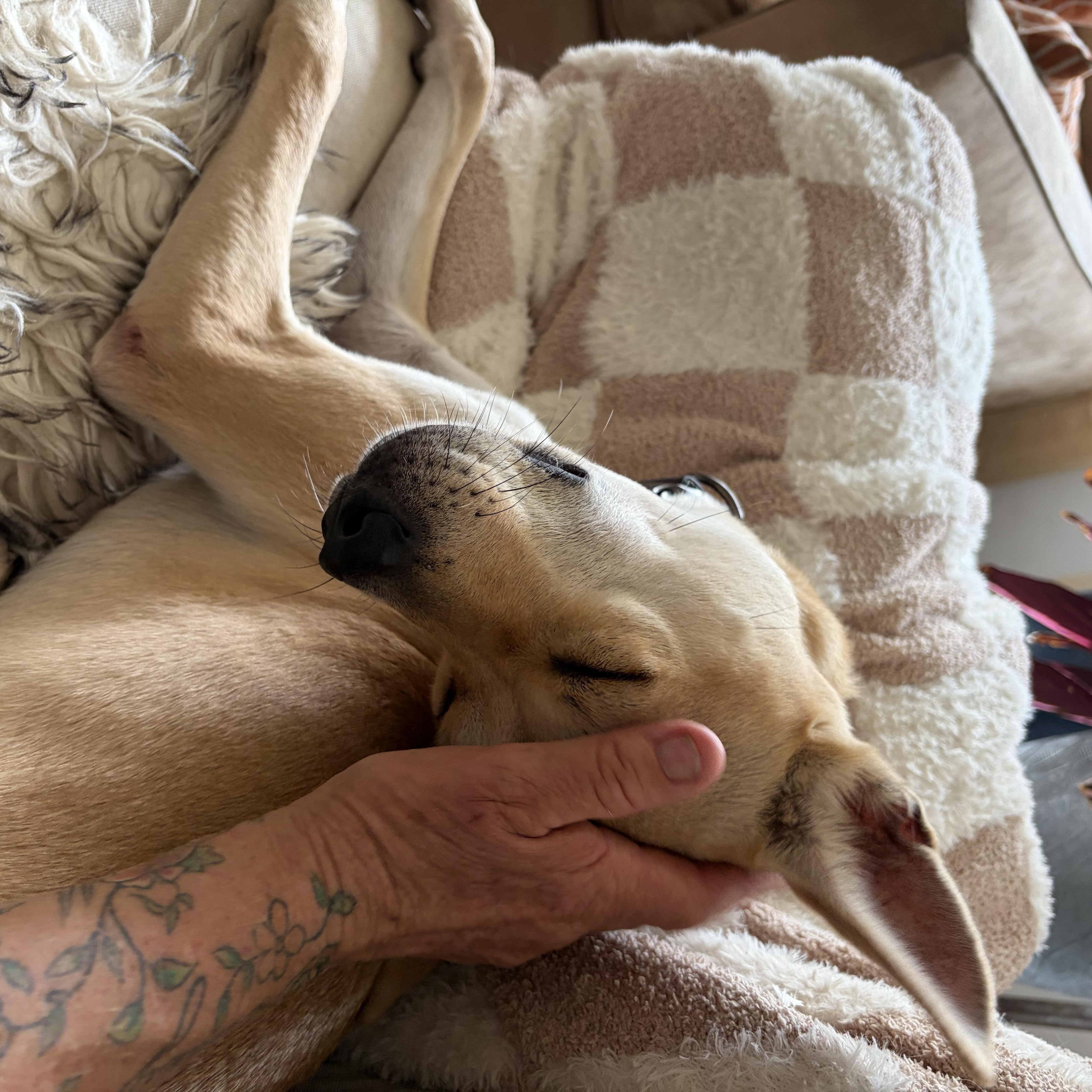 Enlarge Arabella, a Adopted mixed breed in Berkeley, CA image 4/5