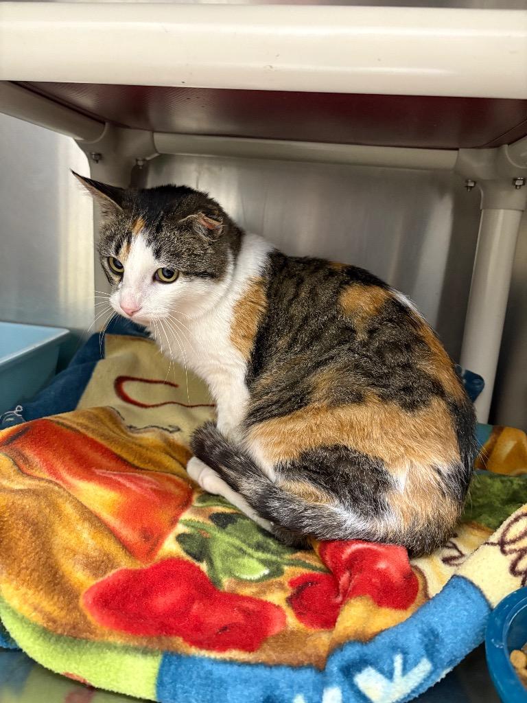Haddie, ADOPTABLE, Adult Female Domestic Short Hair.