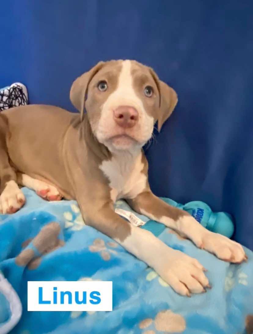 Linus, Adoptable, Puppy Male Pit Bull Terrier.