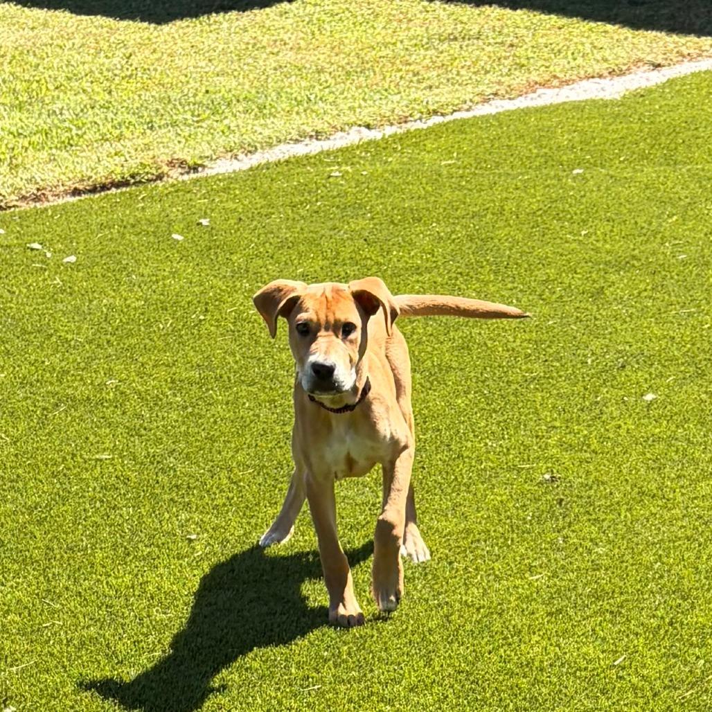 Enlarge Frank, a Adoptable mixed breed in Greensboro, GA image 1/6