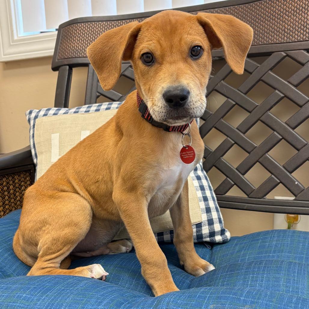 Enlarge Frank, a Adoptable mixed breed in Greensboro, GA image 2/6