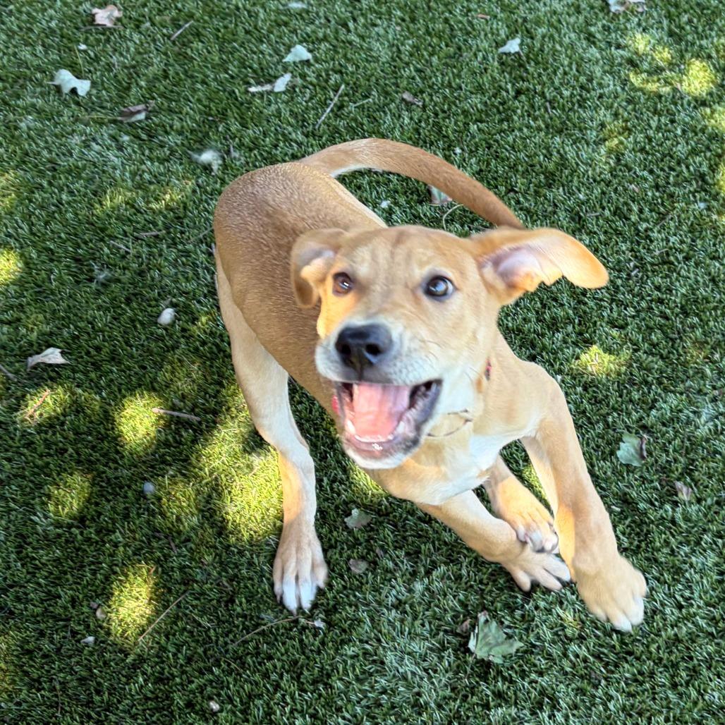 Enlarge Frank, a Adoptable mixed breed in Greensboro, GA image 3/6