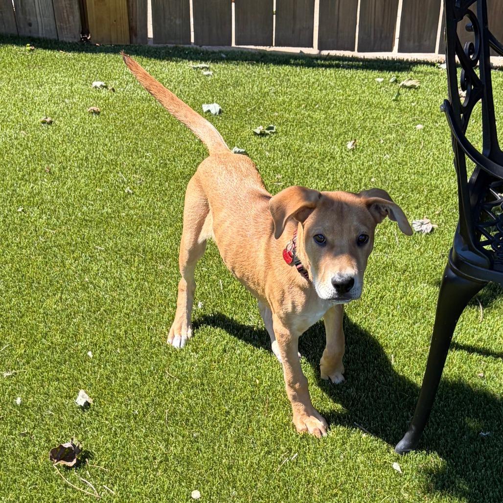Enlarge Frank, a Adoptable mixed breed in Greensboro, GA image 4/6