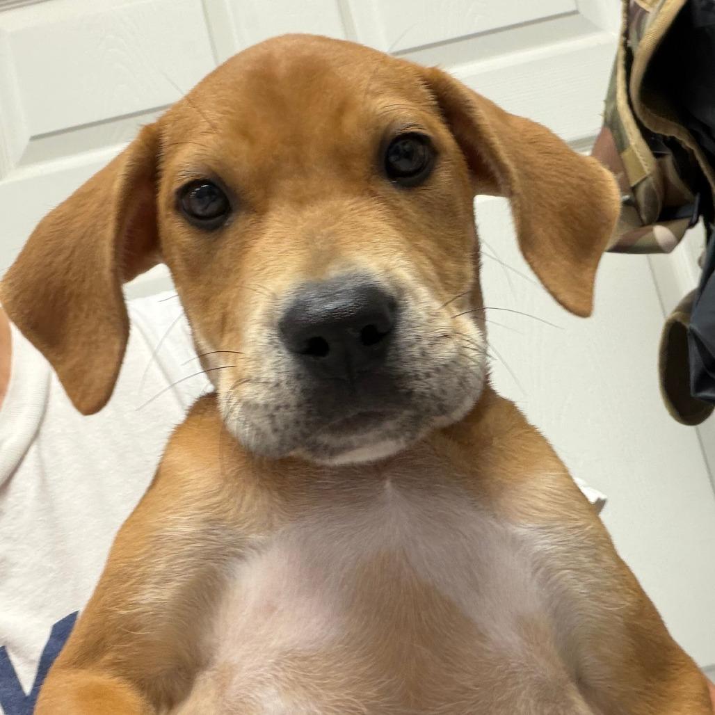 Enlarge Frank, a Adoptable mixed breed in Greensboro, GA image 5/6