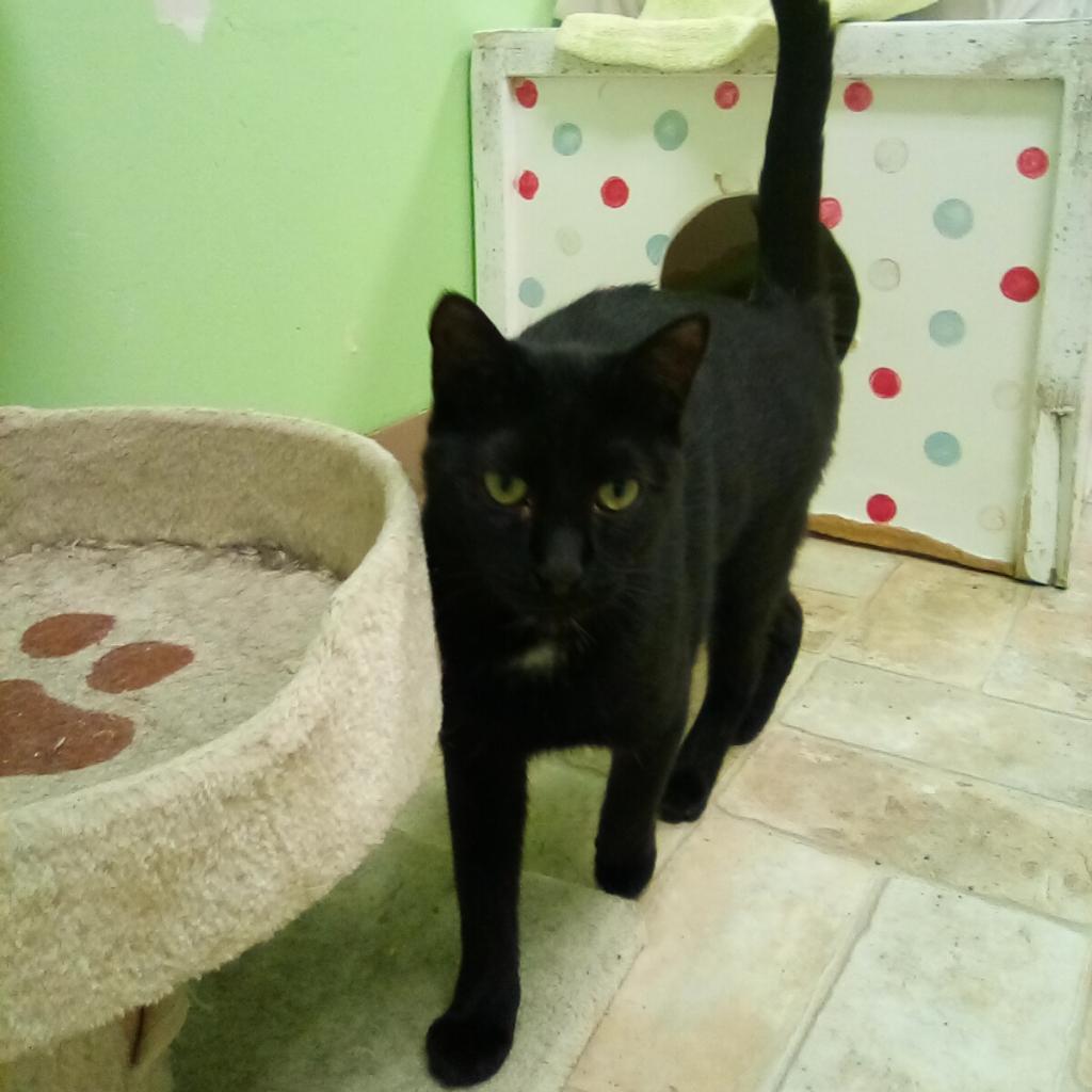 Rickshaw (Tripod), Adoptable, Adult Male Domestic Short Hair.
