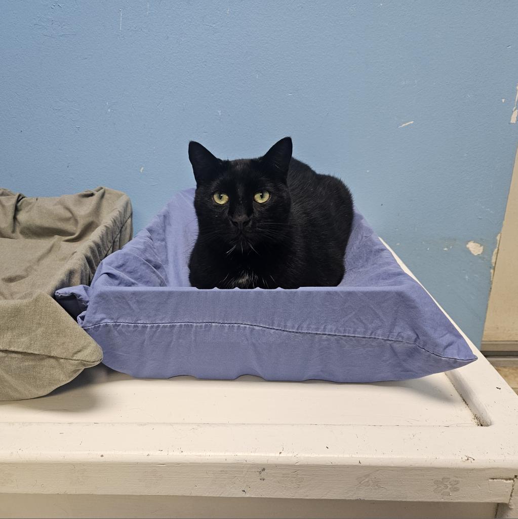 Enlarge Rickshaw (Tripod), a Adoptable Domestic Short Hair in Monroe, LA image 2/3