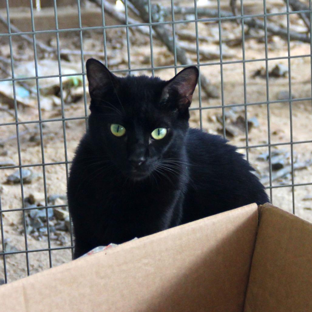 Enlarge Rickshaw (Tripod), a Adoptable Domestic Short Hair in Monroe, LA image 3/3